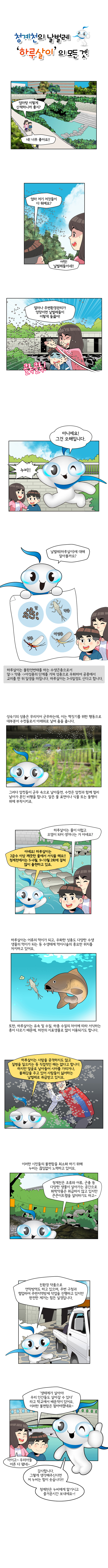 제목:청계천의 날벌레 '하루살이'의 모든것! // 엄마랑 이렇게 산책하니까 좋지? // 네!너무좋아요!! // 엄마 저기 저것들이 다 뭐예요? // 어멋! 날벌레들이네!! // 얼마나 주변환경관리가 엉망이면 날벌레들이 이렇게 들끓어! (콜록콜록) // 아니에요! 그건 오해입니다. // 누비!! // 날벌레(하루살이)에 대해 알아볼까요? /
/ 하루살이는 불완전변태를 하는 수생곤충으로서 알→약충→아성충의 단계를 거쳐 성충으로 우화하여 공중에서 교미를 한 뒤 일생을 마칩니다. 하루살이는 3~5일정도 산다고 합니다. // 성숙기의 성충은 무리지어 군무하는데, 이는 짝짓기를 위한 행동으로 대부분이 수컷들로서 아래위로 날며 춤을 춥니다. 그러다 암컷들이 군무 속으로 날아들면, 수컷은 암컷과 함께 멀리 날아가 혼인비행을 합니다. 알은 물 표면이나 식물 또는 돌멩이 위에 부착시키죠. // 하루살이는 오염이 되어 생겨나는 거 아녜요? // 아녜요! 하루살이는 2급수 이상 깨끗한 물에서 서식을 해요!! 청계천에서는 5~6월, 9~10월 2회에 걸쳐 많이 출현하고 있죠.// 하루살이는 어류의 먹이가 되고, 우화한 성충도 당ㅇ한 수생생물의 먹이가 되는 등 수생태계 먹이사슬의 중요한 위치를 차지하고 있어요. 또한, 하루살이는 유속 및 수질, 하층 수질의 차이에 따라 서식하는 종이 다르기 때문에, 하천의 지표생물로 많이 이용되기도 합니다. // 하루살이는 사람을 공격하기도 않고, 질병을 일으키는 등 직접적인 해는 없다고 합니다. 하지만 얼굴로 날아들어 시야를 가리거나, 불쾌감을 주고 있어 사람들이 싫어하는날벌레로 취급받고 있지요. 이러한 시민들의 불편함을 최소화 하기 위해 누비는 끊임없이 노력하고 있어요. // 청계천은 조류와 어류, 곤충 등 하양한 생물이 살아가는 공간으로 화학약품은 취급하지 않고 있지만 끈끈이트랩을 설치하기도 하고~ // 친환경 약품으로 연막방역도 하고 있으며, 주변 구청과 협업하여 주변지역방제 작업을 진행하고 있지만 완전한 제거는 힘든 실정입니다.// 생대계가 살아야 우리 인간들도 살아갈 수 있다 라고 학교에서 배운적이 있어요. 이러한 불편함은 참아야겠네요~ // 아이고~ 우리아들 어른 다 됐네~ // 감사합니다. 그렇게 생각해주신다면 저 누비는 힘이 솟습니다!! 청계천은 누비에게 맡기시고 즐거운시간 보내세요~!